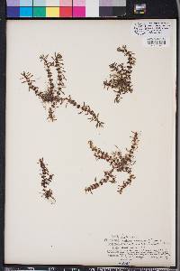 Rotala ramosior image