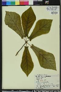 Magnolia pyramidata image