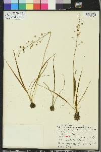 Schoenolirion croceum image