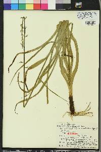 Stenanthium gramineum image