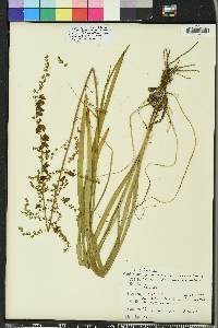 Stenanthium gramineum image