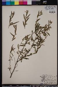 Ludwigia sphaerocarpa image