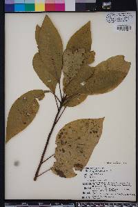 Nyssa aquatica image