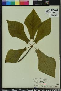 Magnolia pyramidata image