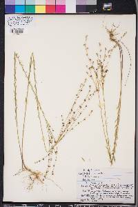 Linum medium image