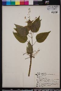 Circaea canadensis image