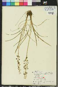 Schoenolirion croceum image