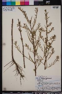 Ludwigia sphaerocarpa image