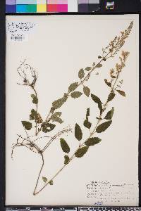 Scutellaria altamaha image