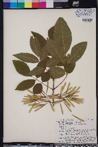 Fraxinus profunda image