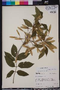 Fraxinus pauciflora image