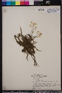 Epidendrum conopseum image