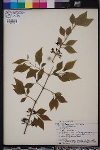 Forestiera acuminata image