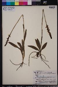 Spiranthes odorata image