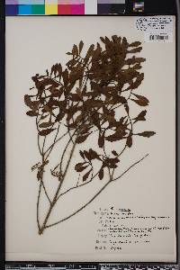 Myrica cerifera image