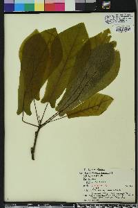 Magnolia pyramidata image