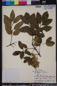 Fraxinus caroliniana image