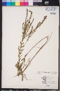 Lythrum alatum var. lanceolatum image