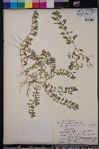 Ludwigia spathulata image