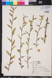 Sida elliottii image