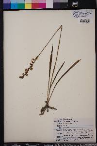 Spiranthes praecox image