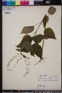 Circaea canadensis image