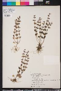 Scutellaria parvula image