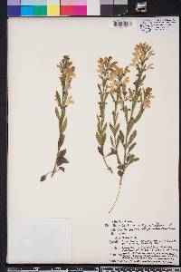 Scutellaria multiglandulosa image