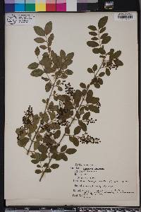 Ligustrum sinense image