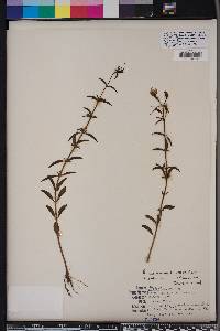 Rhexia mariana var. mariana image