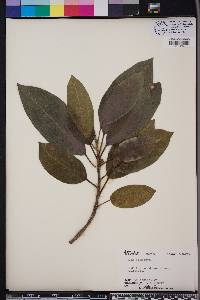 Ficus aurea image