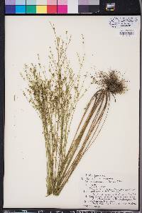 Linum medium image