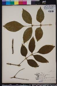 Fraxinus profunda image