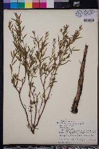 Ludwigia sphaerocarpa image