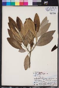 Magnolia virginiana image