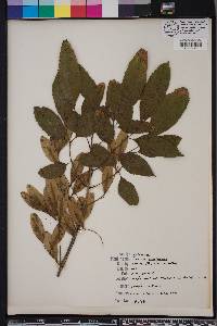 Fraxinus caroliniana image