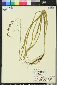 Stenanthium gramineum image