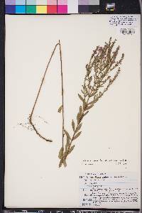 Lythrum alatum var. lanceolatum image