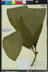 Magnolia tripetala image