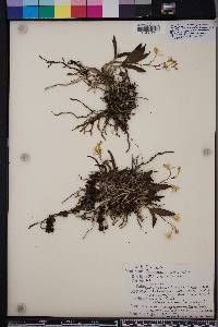 Epidendrum conopseum image