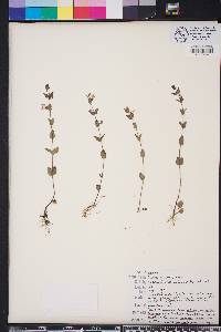 Scutellaria parvula image