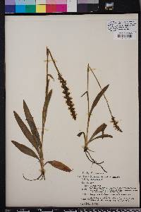 Spiranthes odorata image