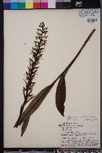 Platanthera lacera image