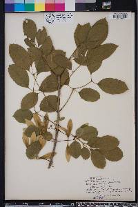 Fraxinus caroliniana image