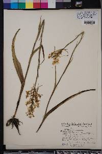 Platanthera blephariglottis image