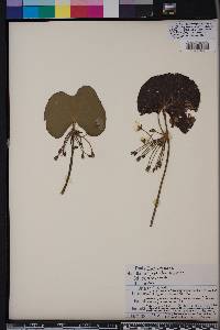 Nymphoides aquatica image