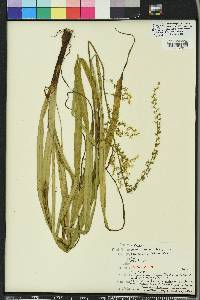 Stenanthium robustum image