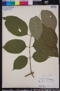 Fraxinus profunda image