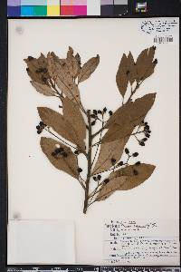 Persea palustris image