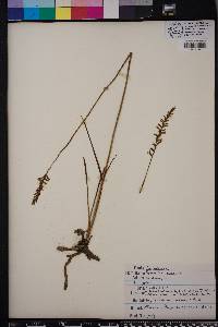 Spiranthes praecox image